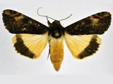 Ulotrichopus primulina